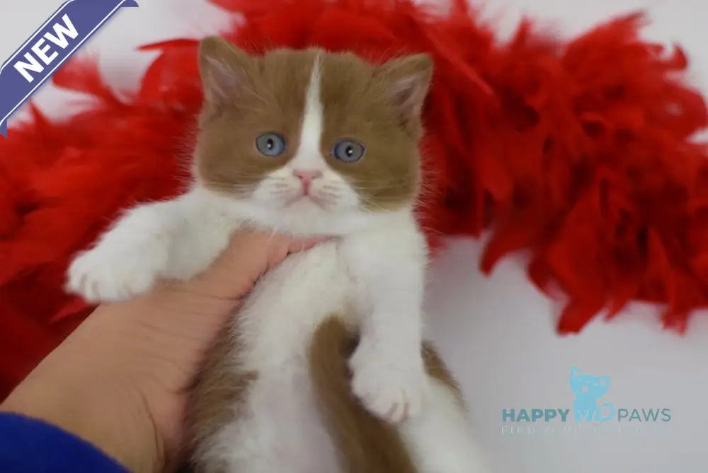 Kasper British Shorthair male cinnamon harlequin live animals