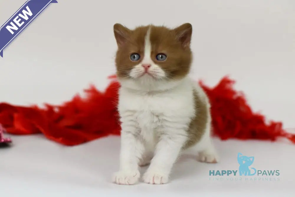 Kasper British Shorthair male cinnamon harlequin live animals