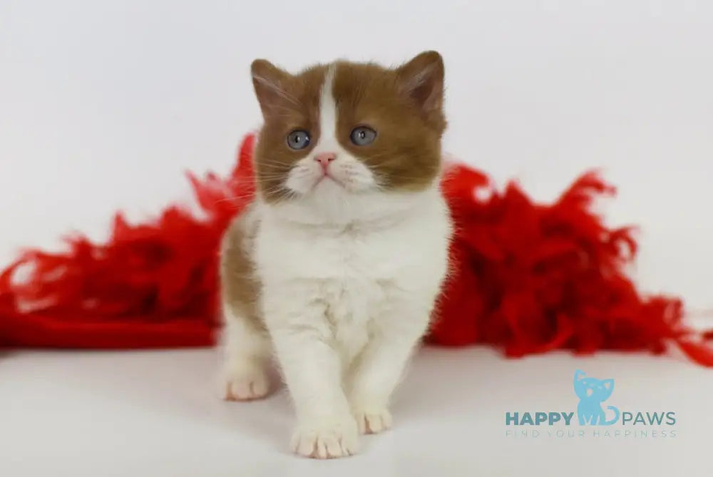 Kasper British Shorthair male cinnamon harlequin live animals