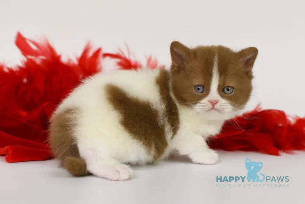 Kasper British Shorthair male cinnamon harlequin live animals