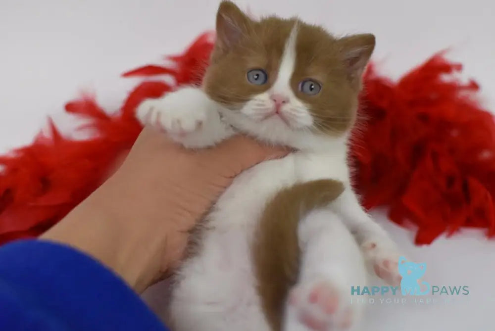 Kasper British Shorthair male cinnamon harlequin live animals