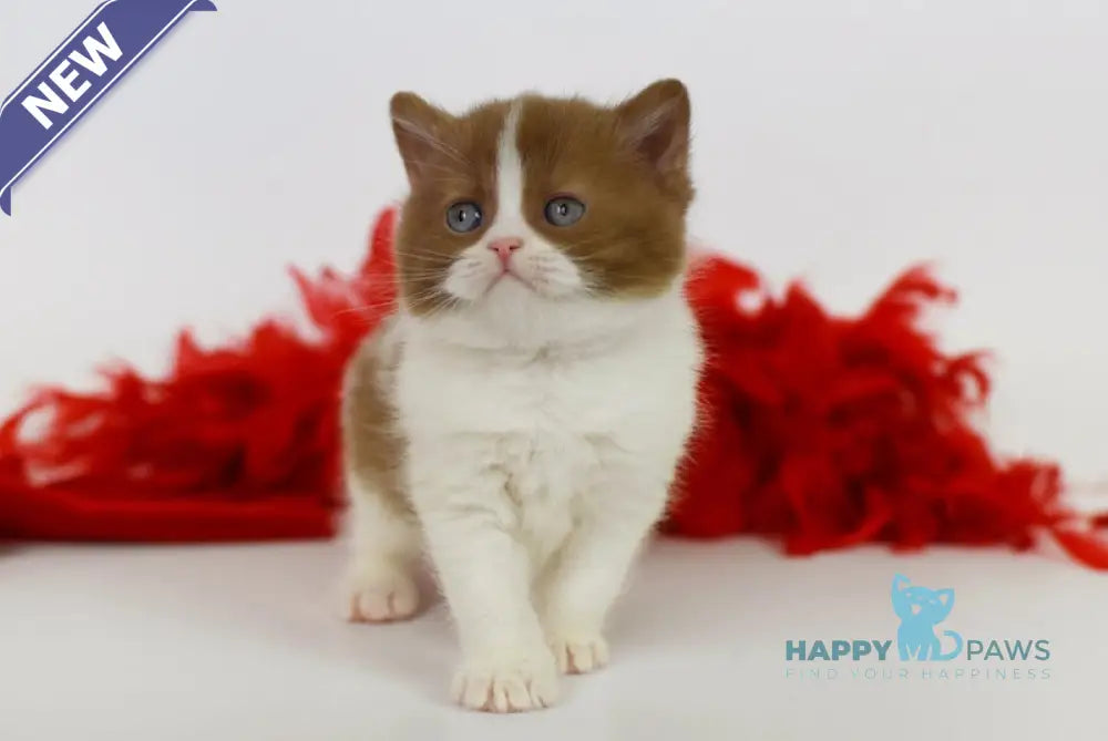 Kasper British Shorthair male cinnamon harlequin live animals