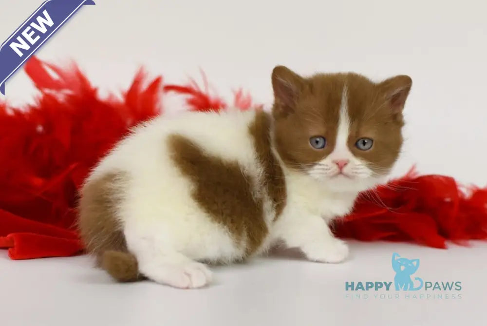 Kasper British Shorthair male cinnamon harlequin live animals