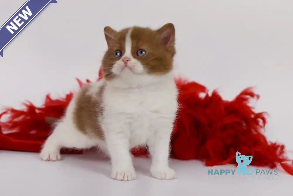 Kasper British Shorthair male cinnamon harlequin live animals
