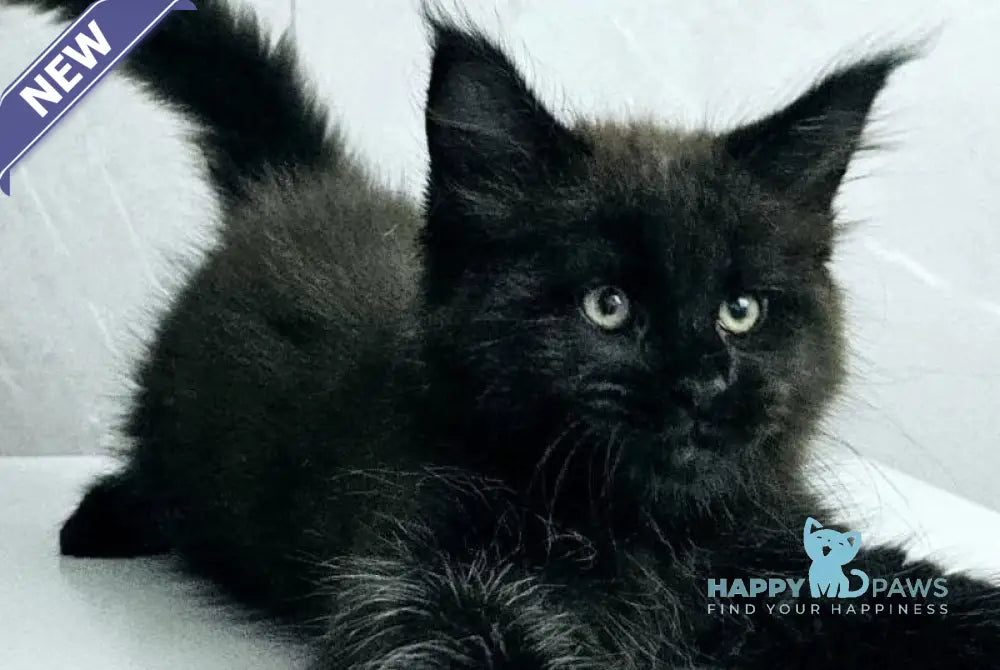 Kasper Maine Coon male black live animals