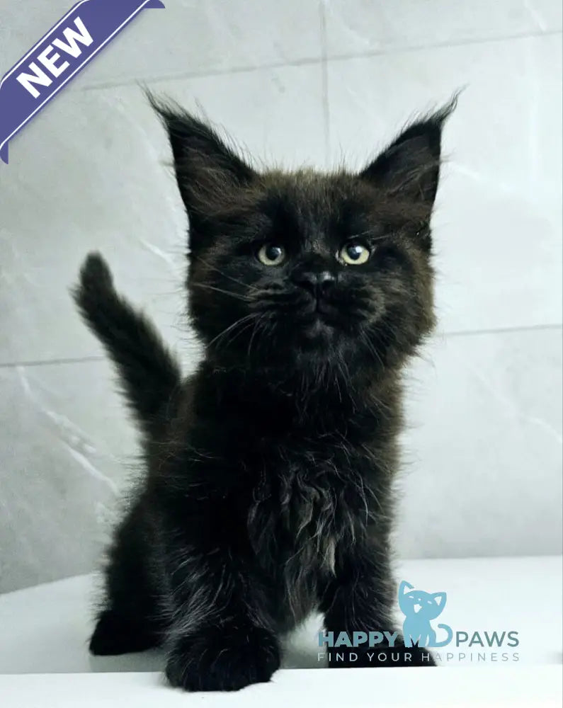 Kasper Maine Coon male black live animals