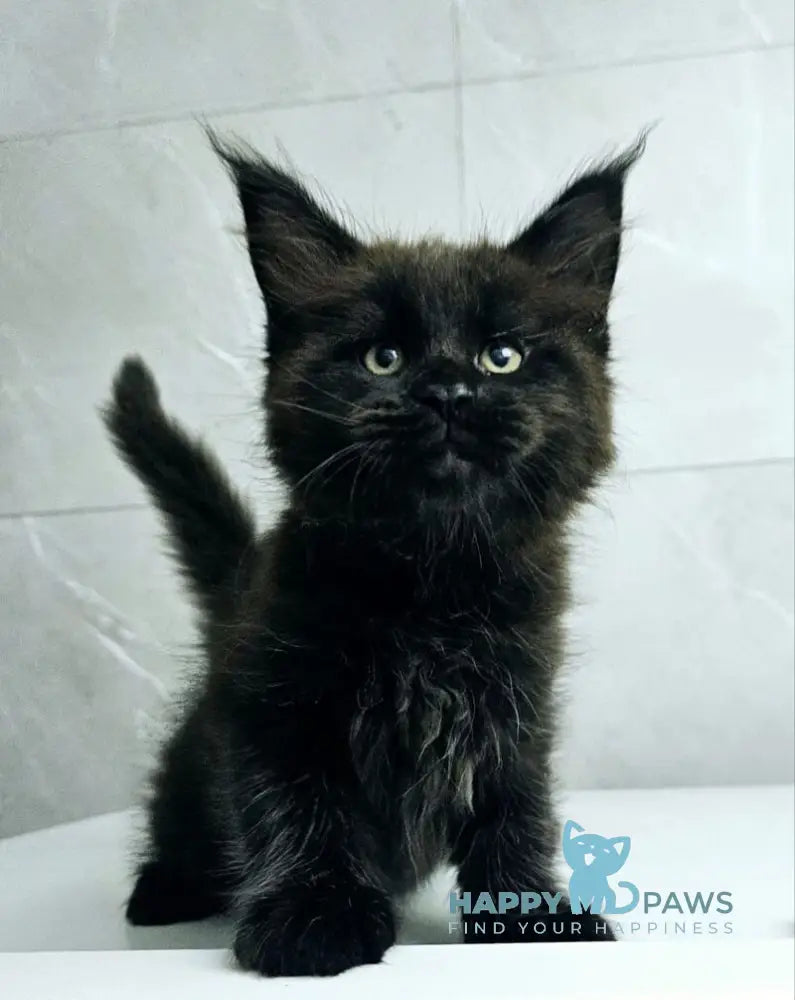 Kasper Maine Coon male black live animals