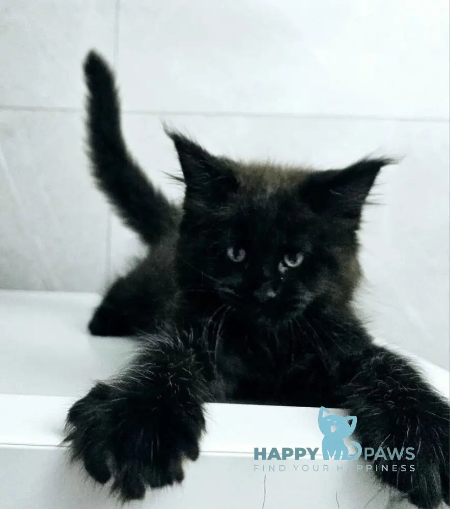 Kasper Maine Coon male black live animals