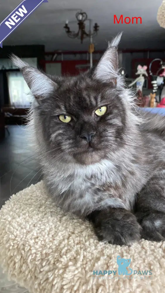 Kasper Maine Coon male black live animals