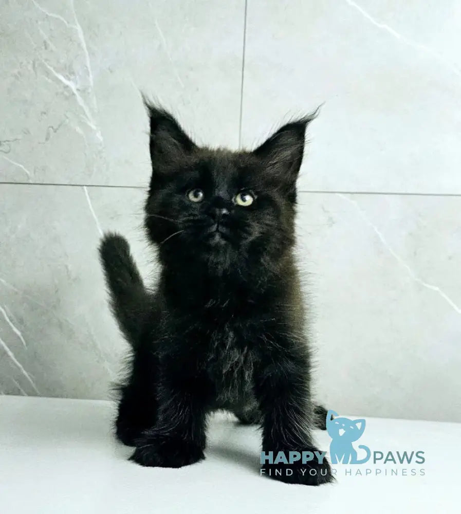 Kasper Maine Coon male black live animals