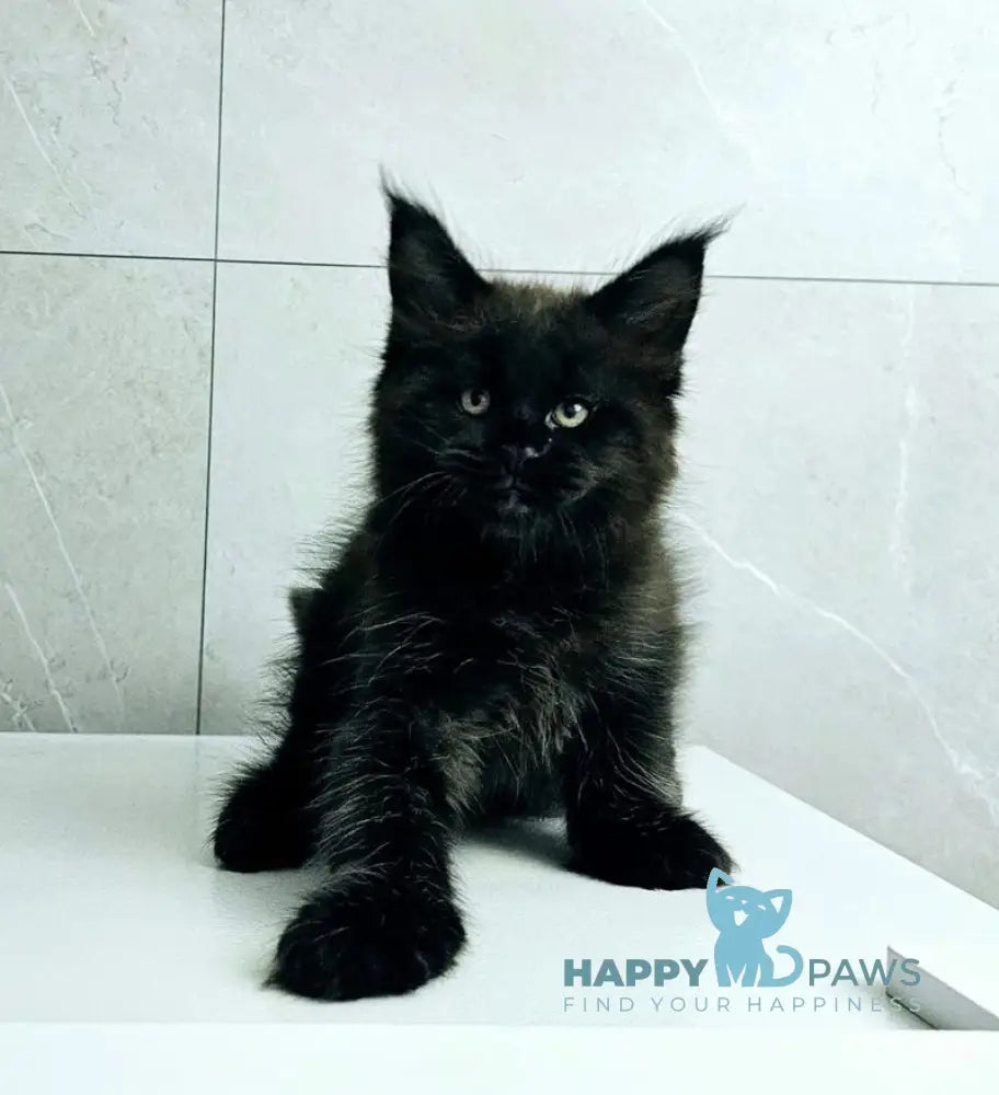 Kasper Maine Coon male black live animals