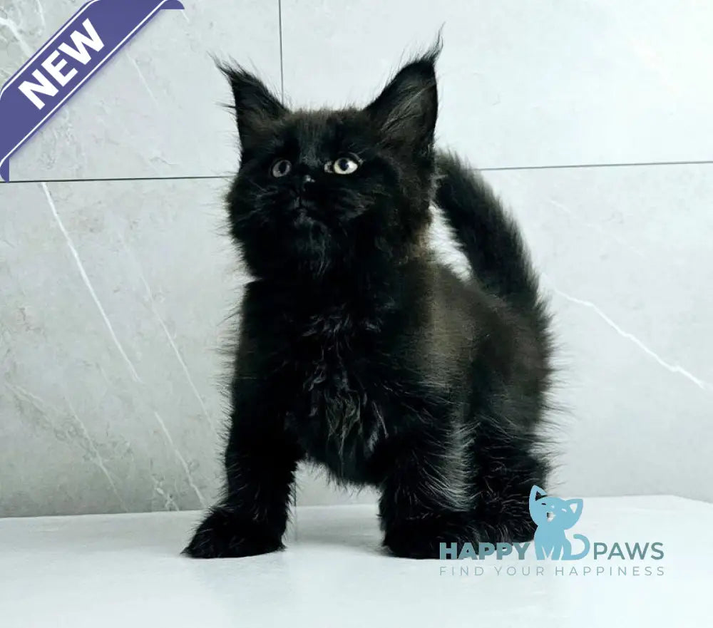 Kasper Maine Coon male black live animals