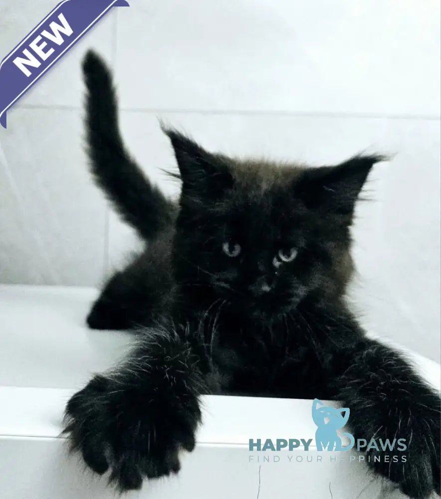 Kasper Maine Coon male black live animals
