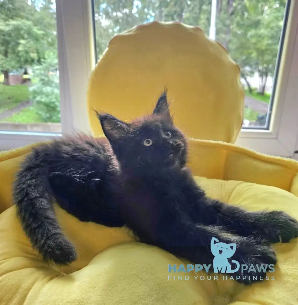 Kasper Maine Coon male black live animals