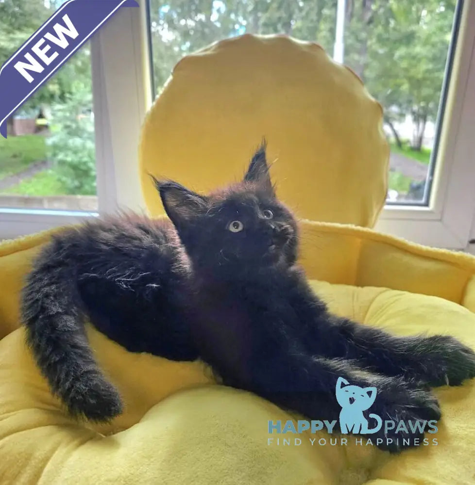 Kasper Maine Coon male black live animals