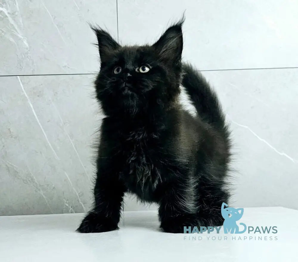Kasper Maine Coon male black live animals
