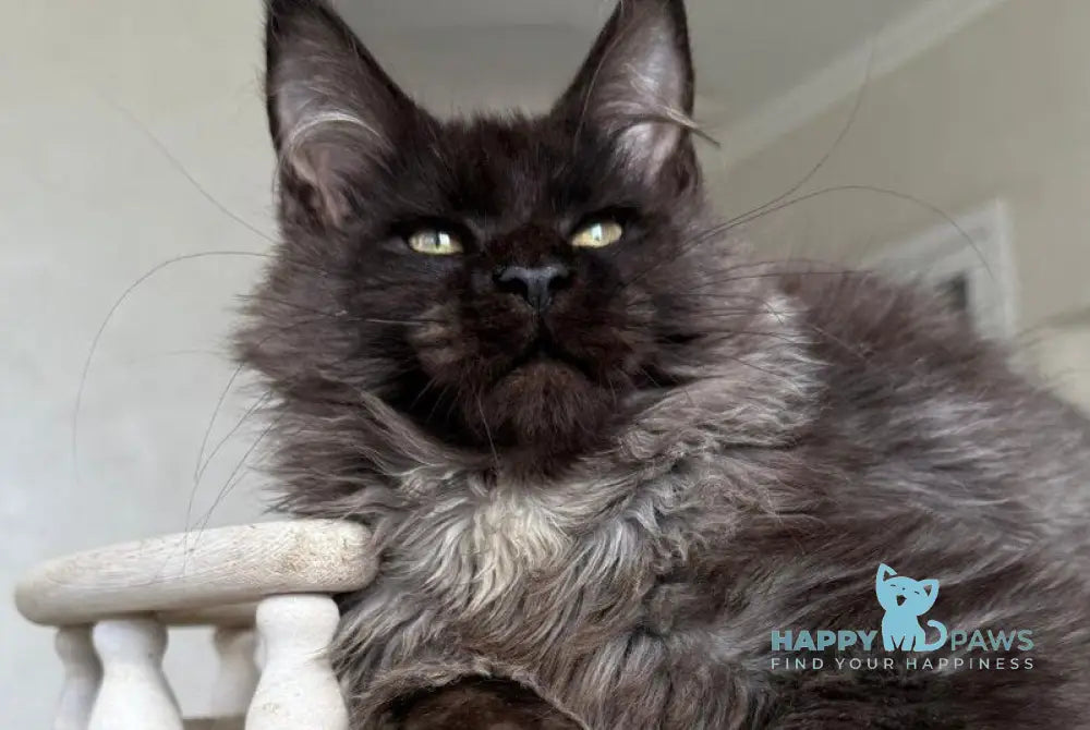 Kasper Maine Coon male black silver live animals