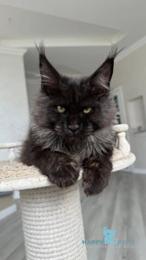 Kasper Maine Coon male black silver live animals