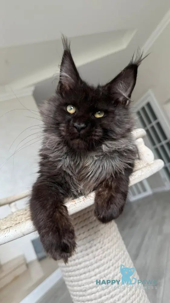 Kasper Maine Coon male black silver live animals