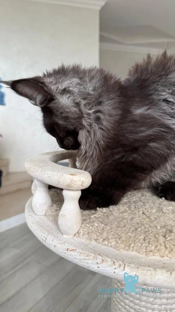 Kasper Maine Coon male black silver live animals