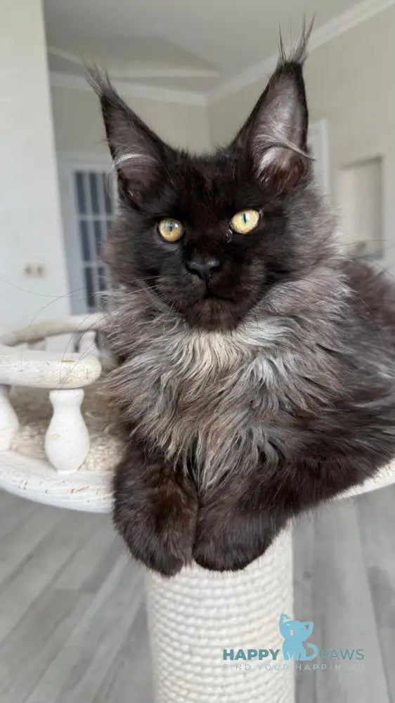 Kasper Maine Coon male black silver live animals