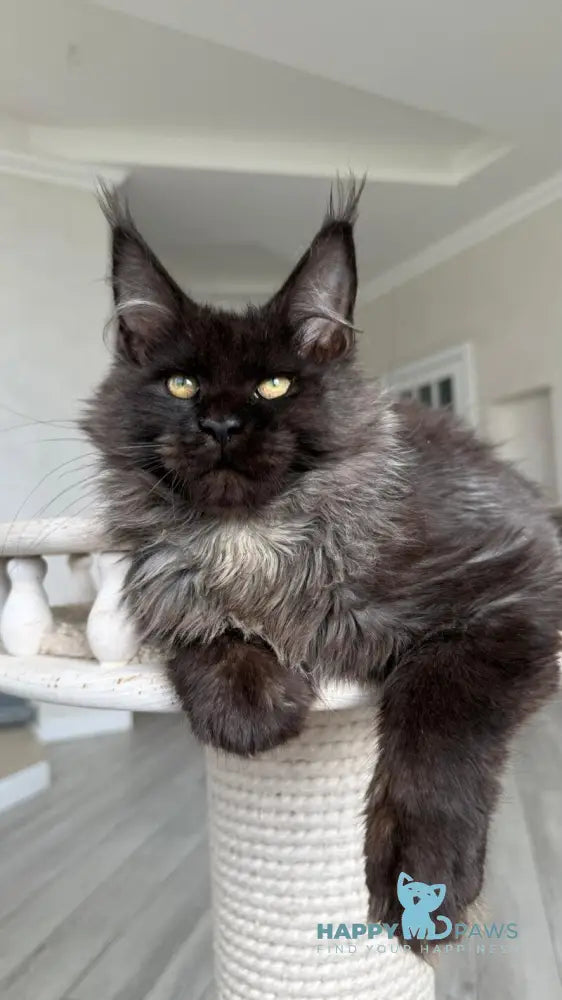 Kasper Maine Coon male black silver live animals
