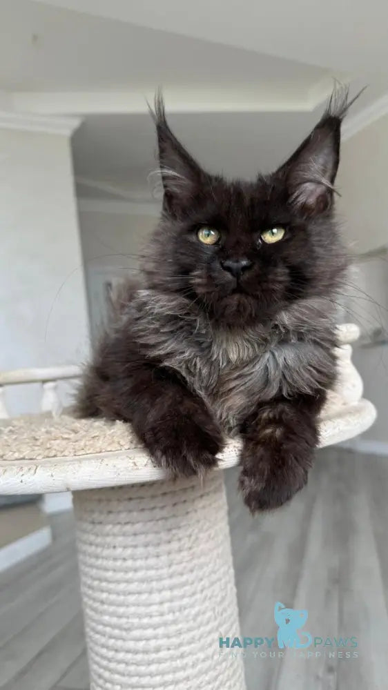 Kasper Maine Coon male black silver live animals