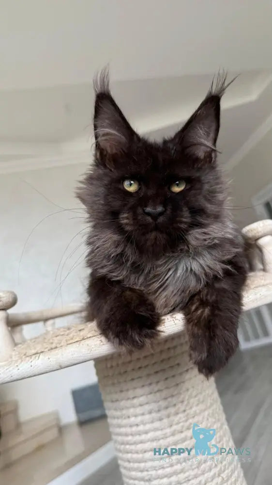Kasper Maine Coon male black silver live animals
