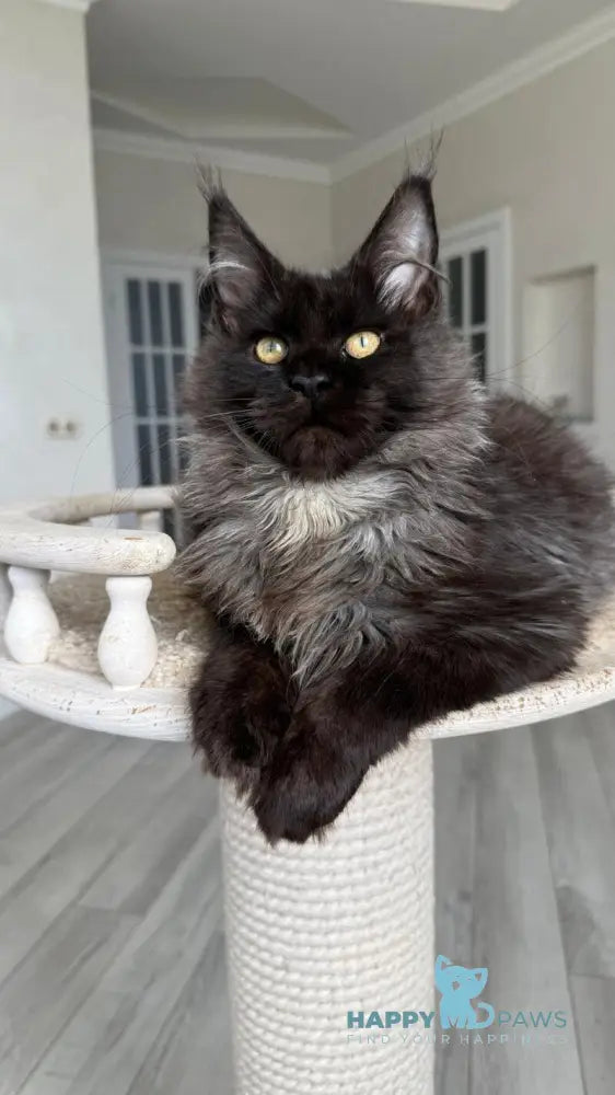 Kasper Maine Coon male black silver live animals