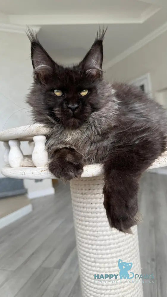 Kasper Maine Coon male black silver live animals