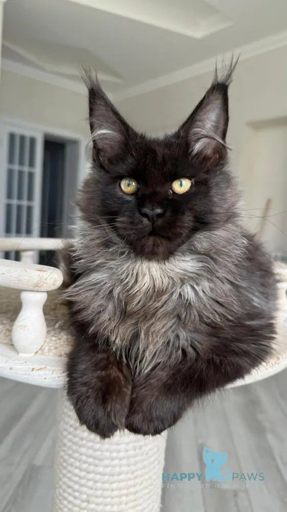 Kasper Maine Coon male black silver live animals