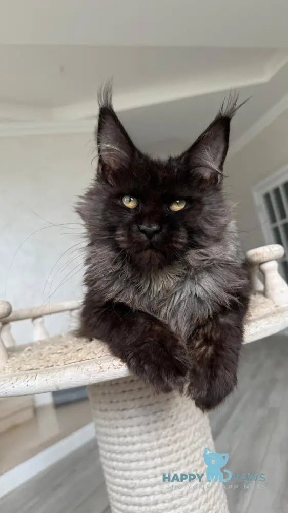 Kasper Maine Coon male black silver live animals