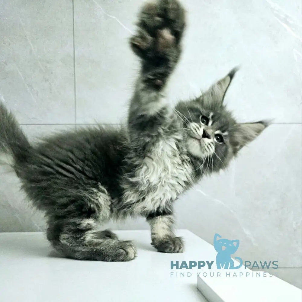 Kasper Maine Coon male blue tabby live animals