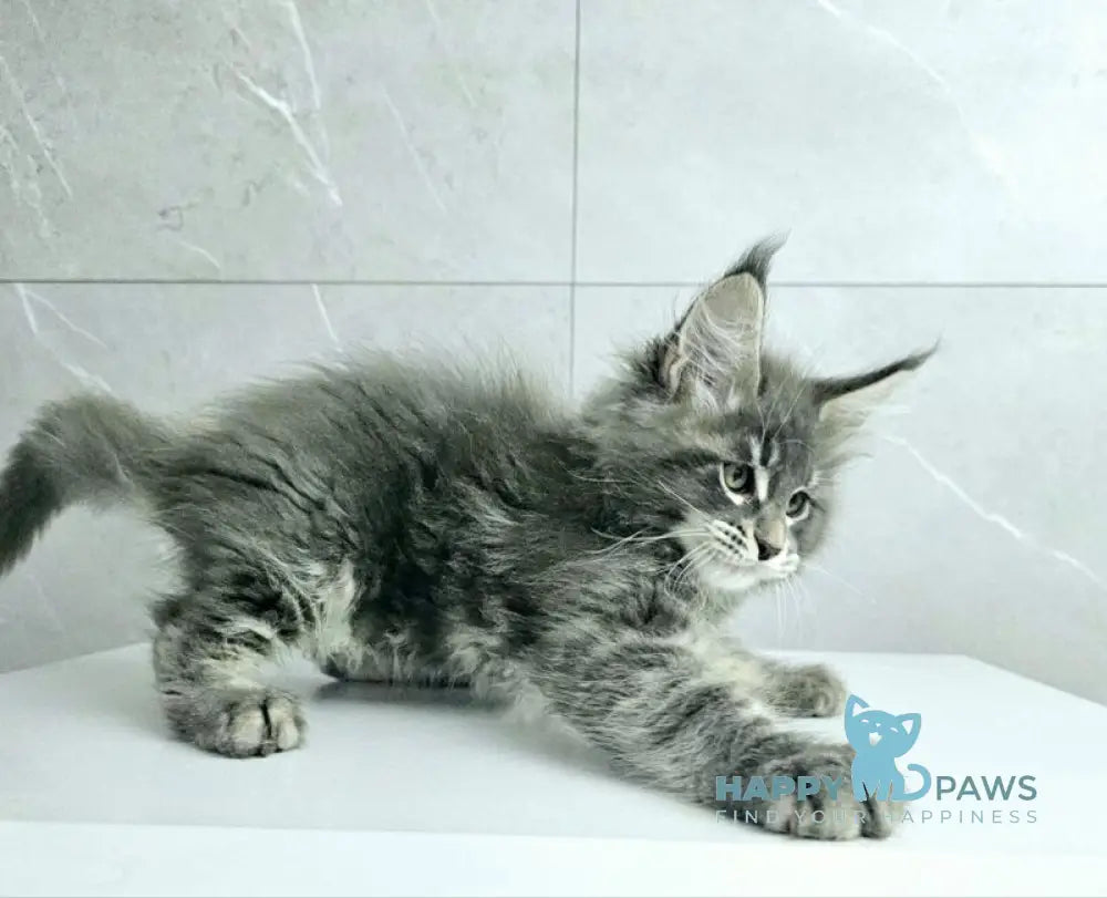 Kasper Maine Coon male blue tabby live animals