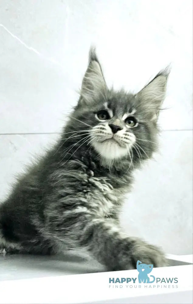 Kasper Maine Coon male blue tabby live animals