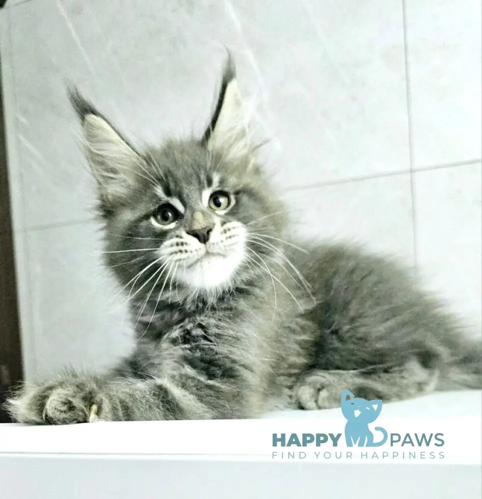 Kasper Maine Coon male blue tabby live animals