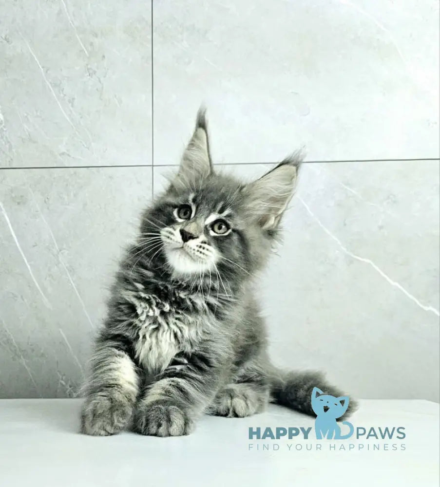 Kasper Maine Coon male blue tabby live animals
