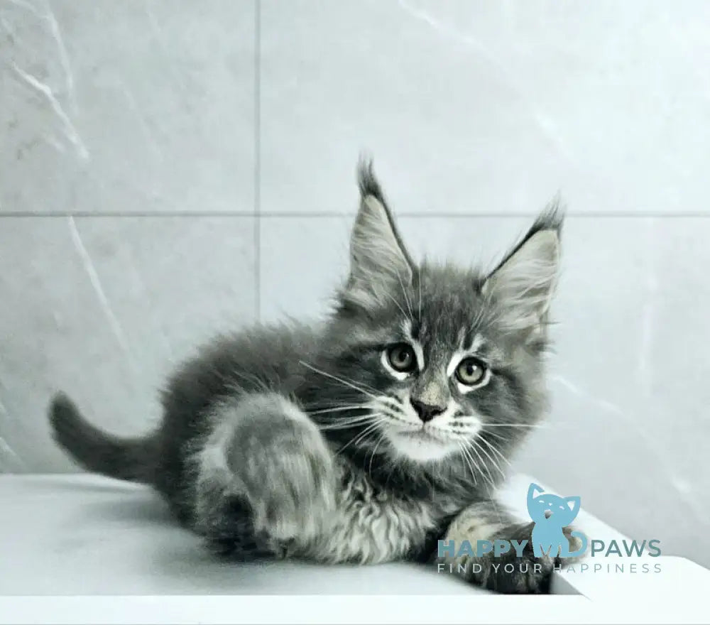 Kasper Maine Coon male blue tabby live animals