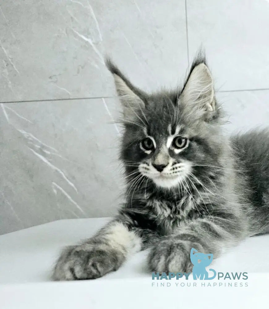 Kasper Maine Coon male blue tabby live animals
