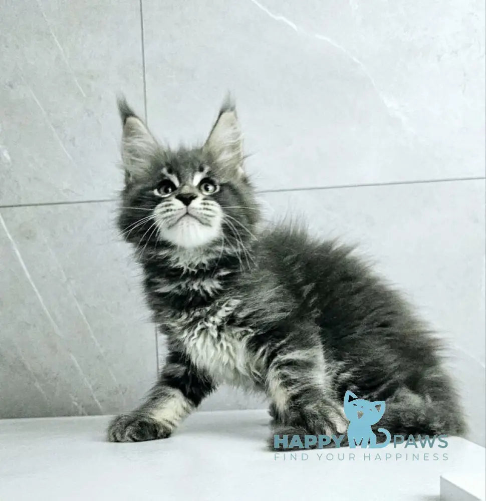 Kasper Maine Coon male blue tabby live animals