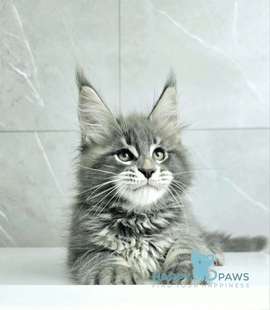 Kasper Maine Coon male blue tabby live animals