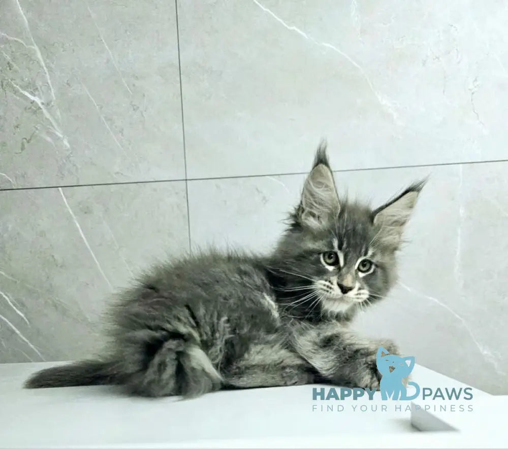 Kasper Maine Coon male blue tabby live animals