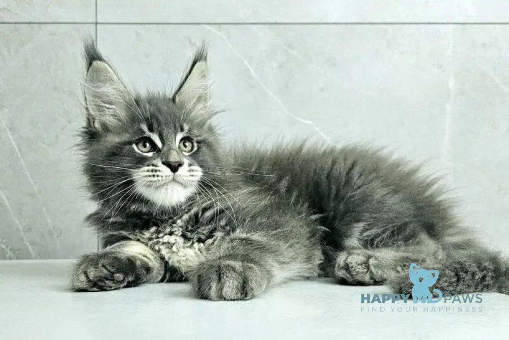 Kasper Maine Coon male blue tabby live animals
