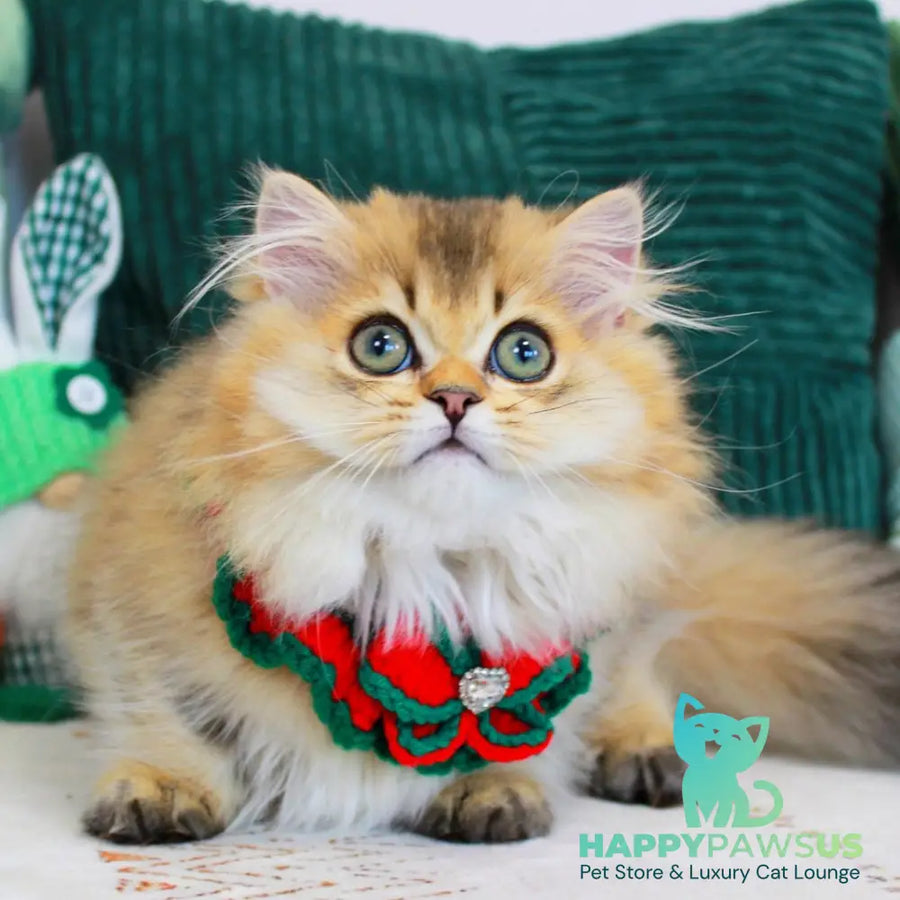 Kasper Munchkin male chocolate golden ticked tabby - live animals