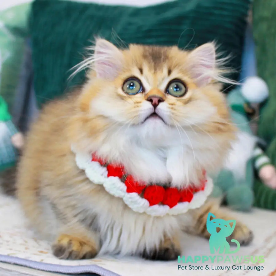 Kasper Munchkin male chocolate golden ticked tabby - live animals