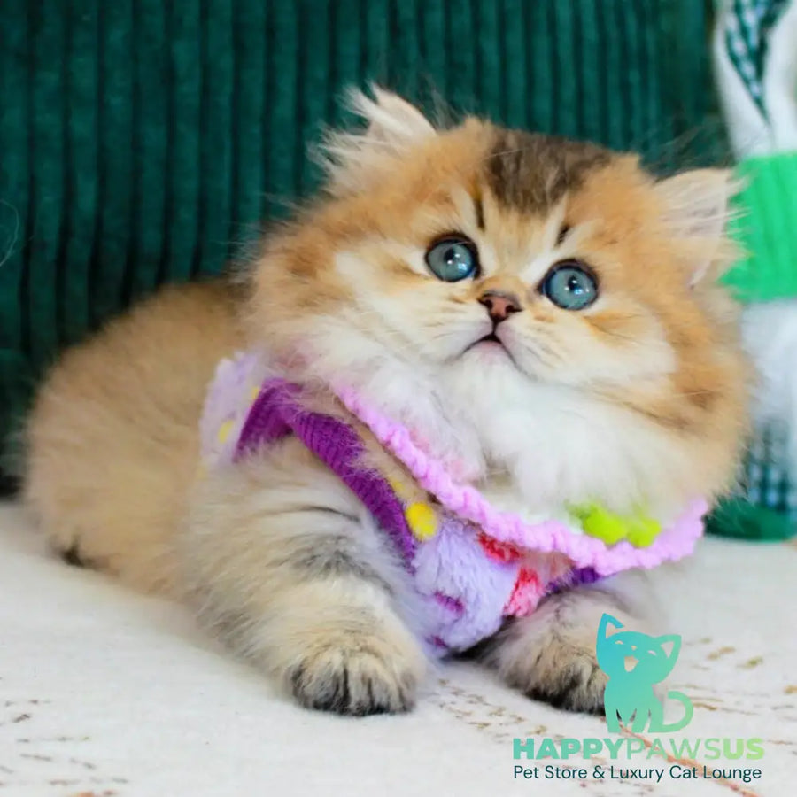 Kasper Munchkin male chocolate golden ticked tabby - live animals