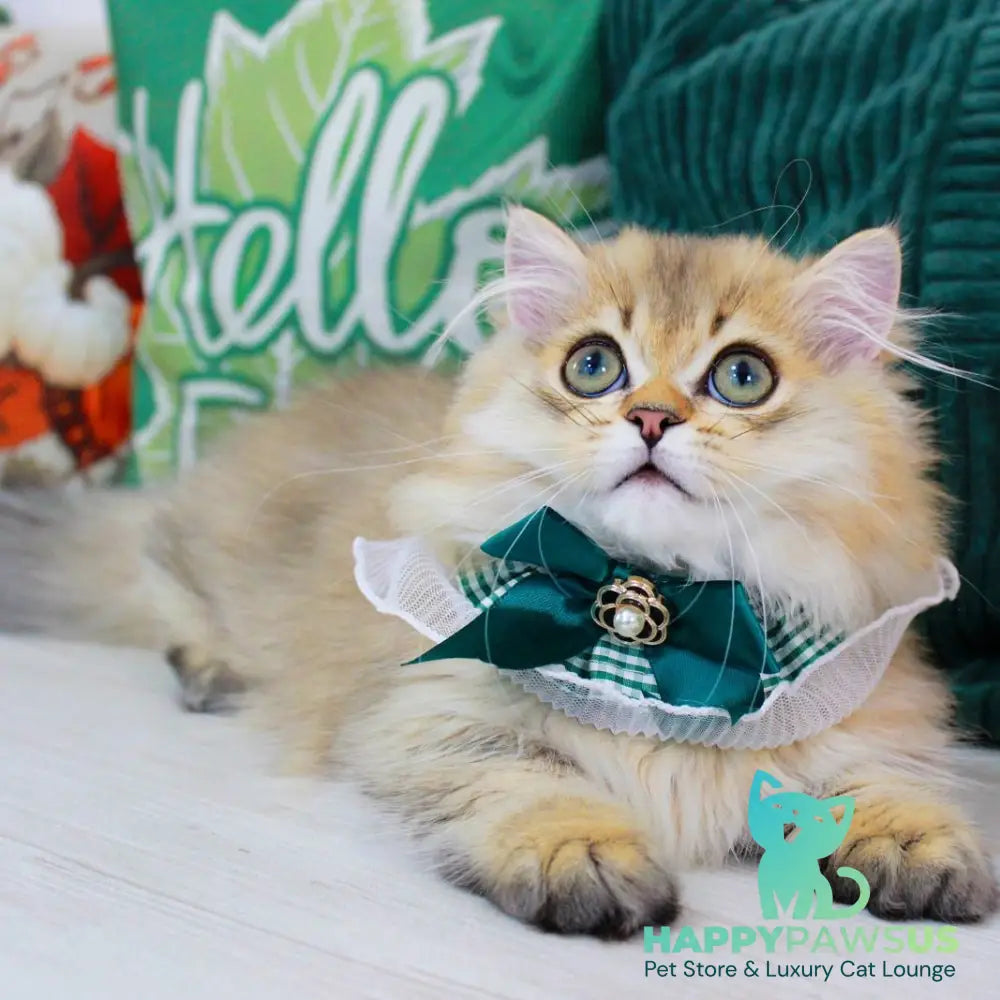 Kasper Munchkin male chocolate golden ticked tabby - live animals