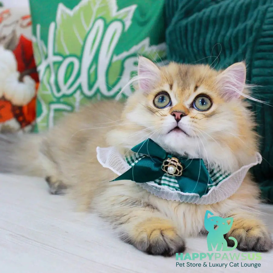 Kasper Munchkin male chocolate golden ticked tabby - live animals