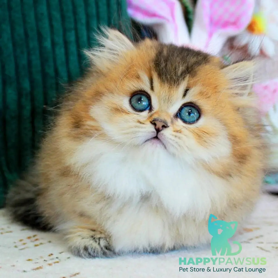 Kasper Munchkin male chocolate golden ticked tabby - live animals