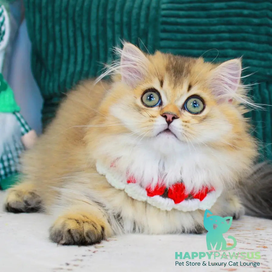 Kasper Munchkin male chocolate golden ticked tabby - live animals